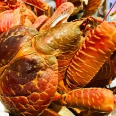 宮古島の高級食材 ヤシガニが食べれる店 琉球割烹ふぁいみーる