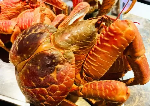 宮古島の高級食材 ヤシガニが食べれる店 琉球割烹ふぁいみーる